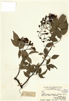 藏品(薔薇屬)的圖片